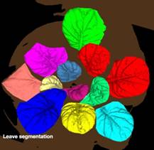 ../../../../產品技術/熒光技術/PSI/2016/PlantScreen/20160727/leaf%20segmentation.jpg